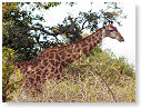 Giraffe 04