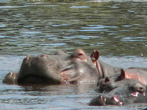 Hippo 17