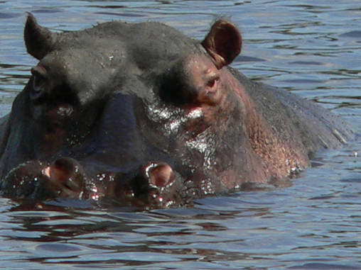 Hippo 23