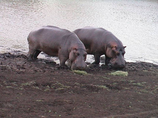 Hippo 10