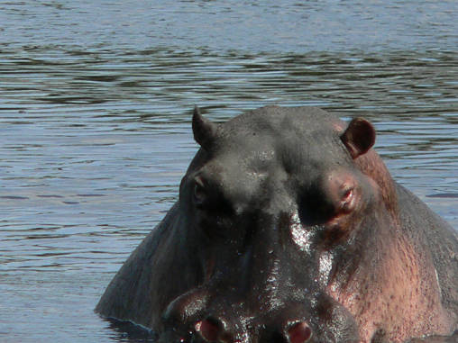 Hippo 21