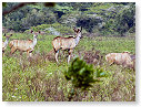 Kudu 01