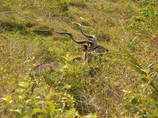 Kudu 02