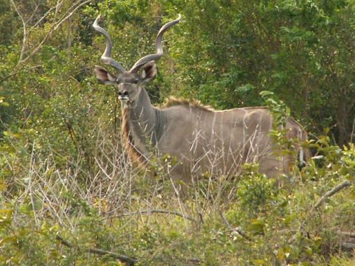 Kudu 04