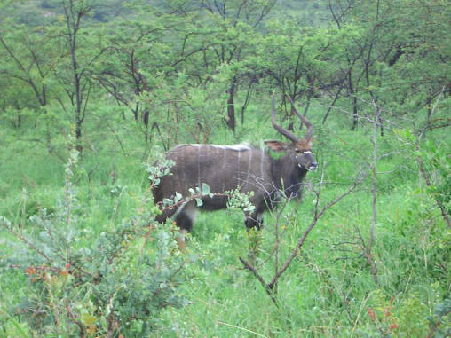 Nyala 03