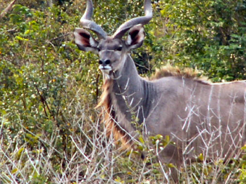 Kudu 03