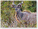 Kudu 03