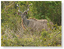 Kudu 04