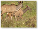 Kudu 05
