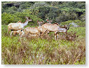 Kudu 06