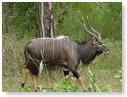 Nyala 04