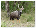 Nyala  06