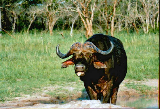 African Buffalo 01