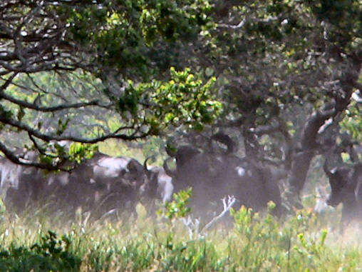 African Buffalo 10
