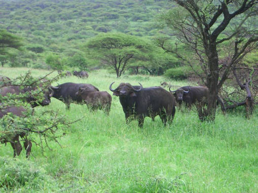 African Buffalo 04