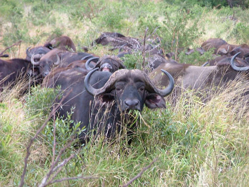 African Buffalo 05
