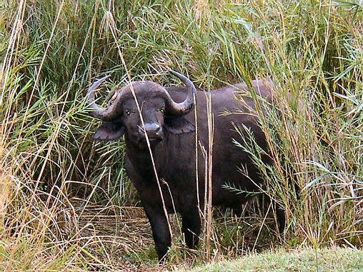 African Buffalo 08