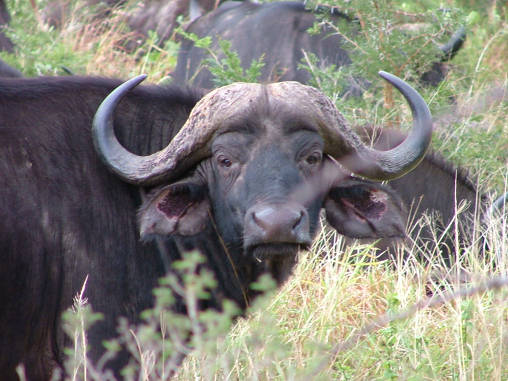 African Buffalo 06