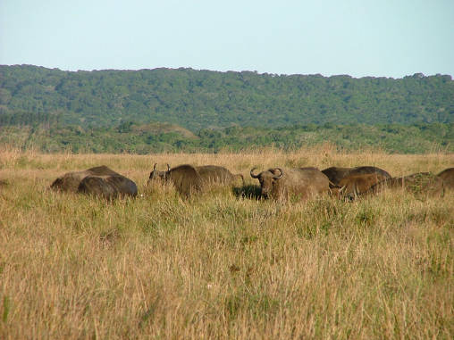 African Buffalo 02