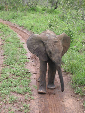 African Elephant Baby