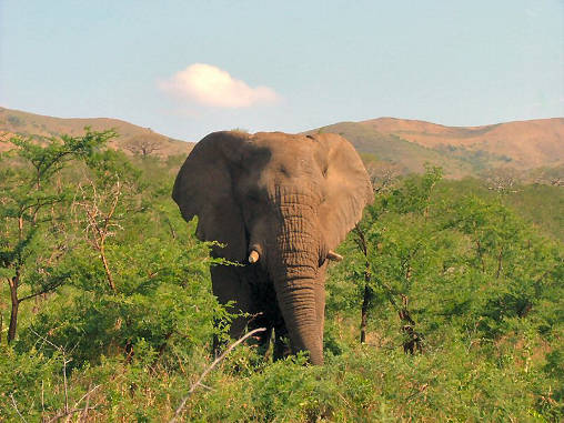 African Elephant 01