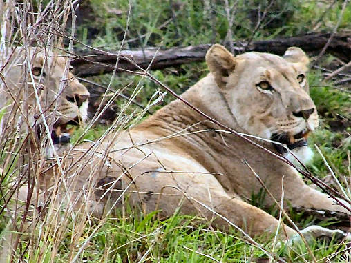 African Lion Female 02