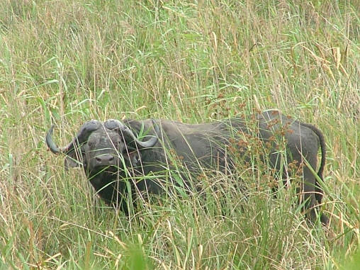 African Buffalo 07