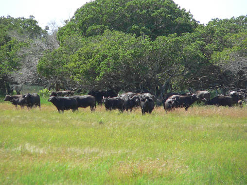 African Buffalo 09