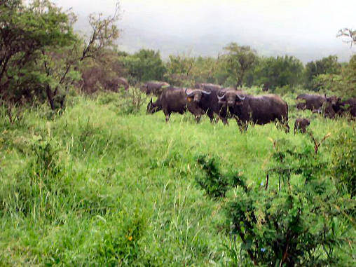 African Buffalo 03