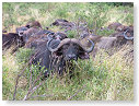 African Buffalo 05
