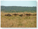 African Buffalo 02