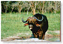 African Buffalo 01