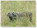 African Buffalo 07