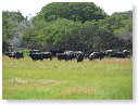 African Buffalo 09