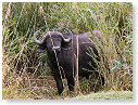 African Buffalo 08