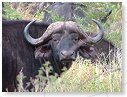 African Buffalo 06