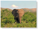 African Elephant 01