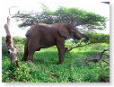 African Elephant 03