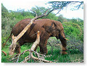 African Elephant 02