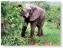 African Elephant 05