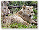African Lion Female 02