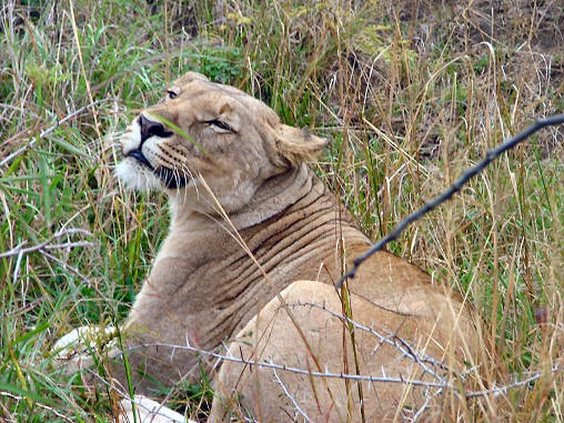 African Lion Female 01