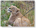 African Lion Female 01