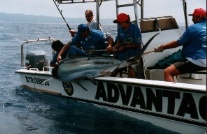 Deep sea fishing st lucia south africa